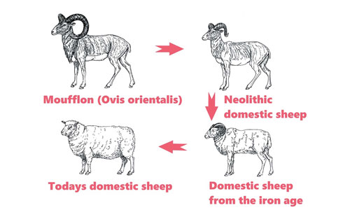 Picture 3 of How does a sheep deal with its wool if it is not sheared by humans?
