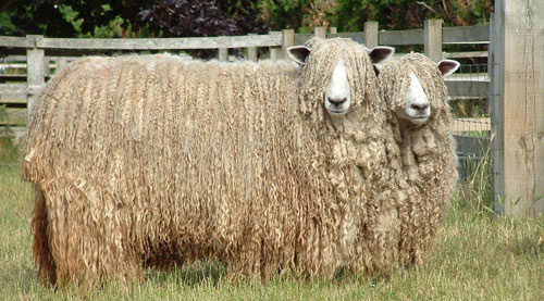Picture 4 of How does a sheep deal with its wool if it is not sheared by humans?