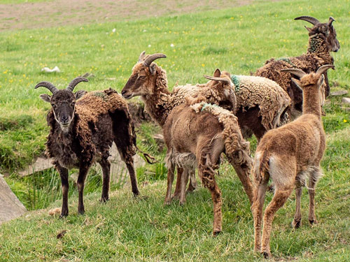 Picture 5 of How does a sheep deal with its wool if it is not sheared by humans?