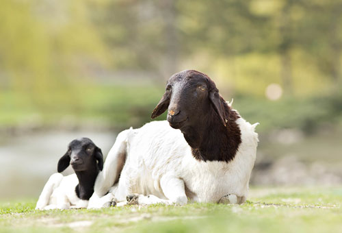 Picture 6 of How does a sheep deal with its wool if it is not sheared by humans?