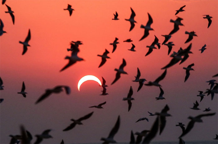 How does bird behavior change during a solar eclipse? Picture 2