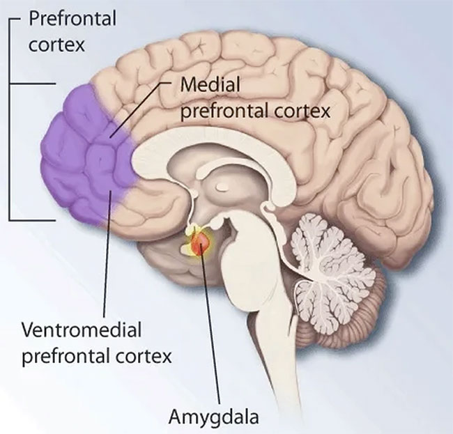 Picture 3 of How does imagination work in the brain?