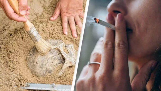 Picture 4 of How does smoking change the structure of human bones?
