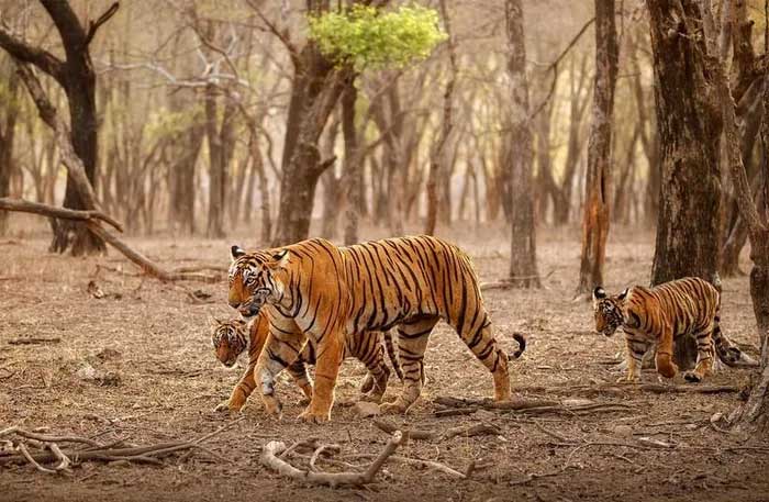 Picture 2 of How have animals evolved to become special?