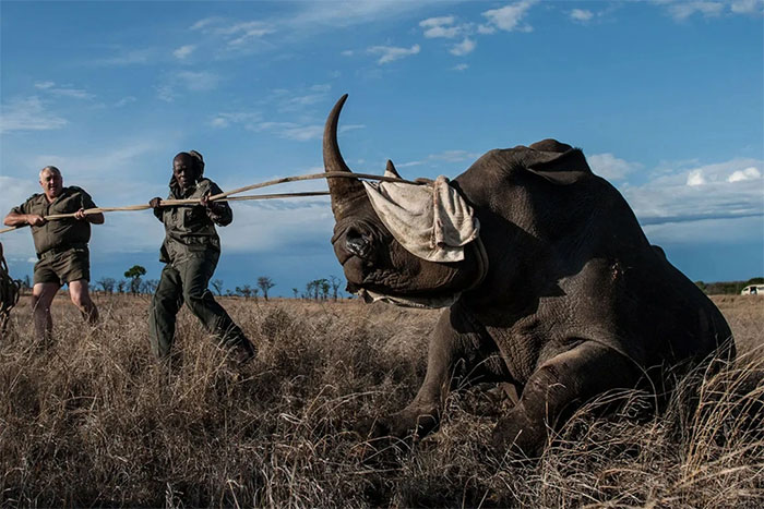 Picture 1 of How insects help find clues to rhino poachers?