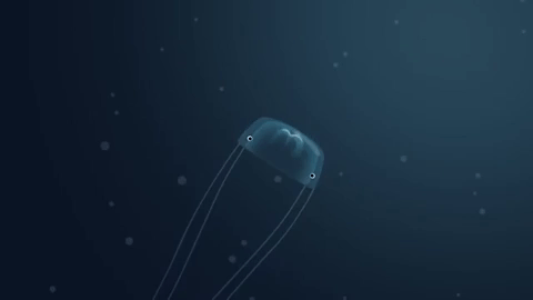 Picture 6 of How jellyfish stings and how to treat jellyfish stings