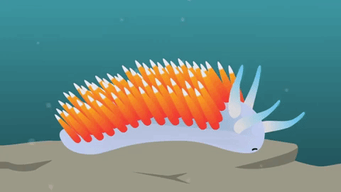 Picture 8 of How jellyfish stings and how to treat jellyfish stings