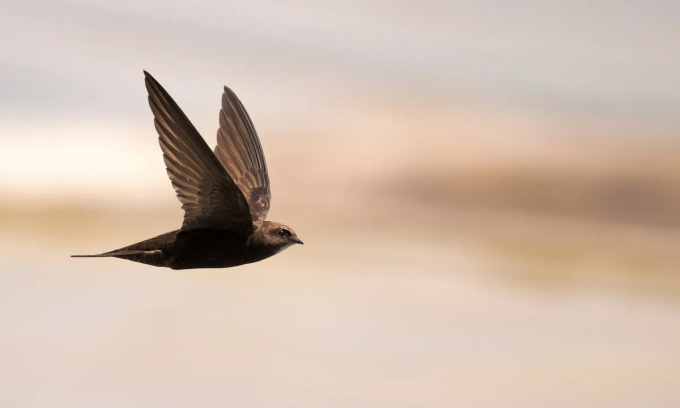Picture 1 of How long can a bird fly without landing?