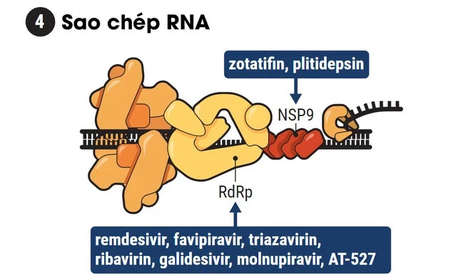 Picture 2 of How powerful is the Covid-19 treatment drug Molnupiravir, named after Thor's hammer Mjölnir?