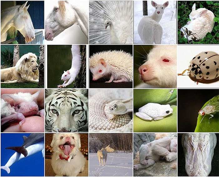 Picture 1 of How rare are albino crocodiles?