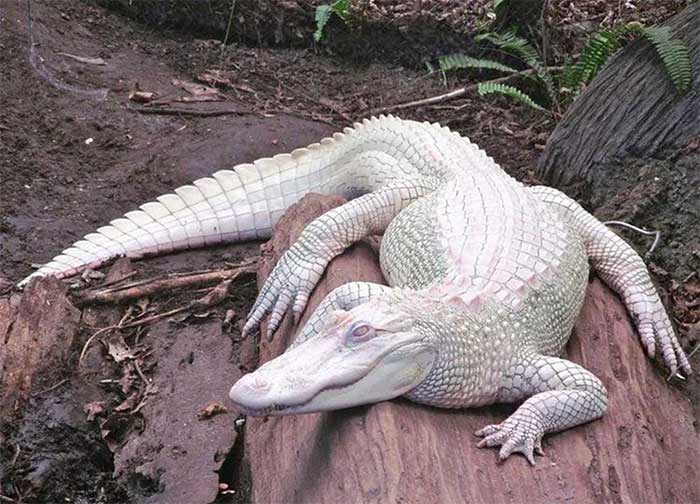 Picture 2 of How rare are albino crocodiles?