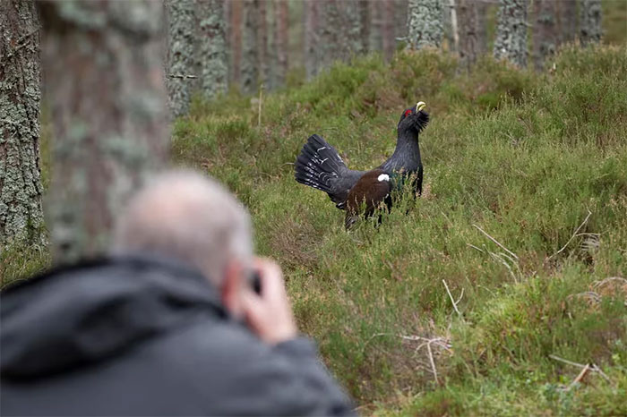 Picture 1 of How social media is threatening rare animals and plants?