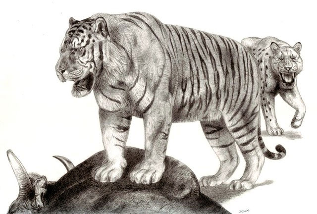 How terrifying was the fighting power of the primitive tiger? Picture 1
