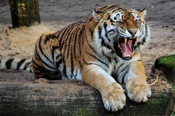 How terrifying was the fighting power of the primitive tiger? Picture 2
