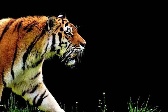 How terrifying was the fighting power of the primitive tiger? Picture 3