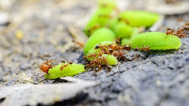 Picture 1 of How the Ancient Chinese Control Pests