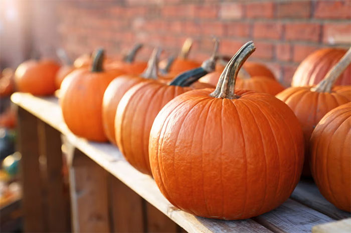 Picture 1 of How to deal with Halloween pumpkins to avoid harming the environment?
