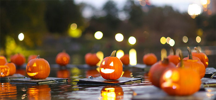 Picture 2 of How to deal with Halloween pumpkins to avoid harming the environment?