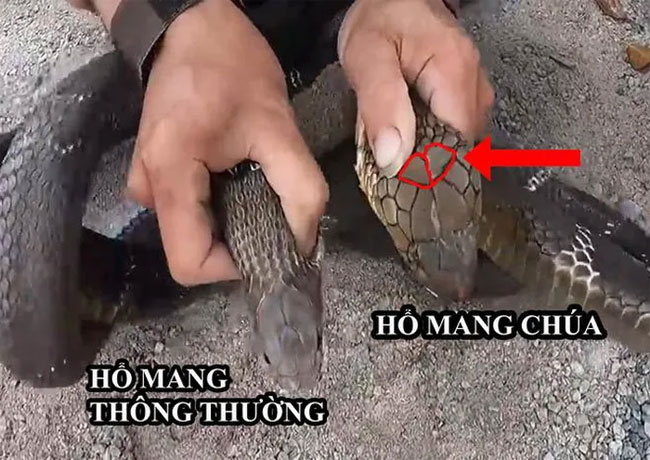 Picture 1 of How to distinguish between king cobra, common cobra, and rat snake.