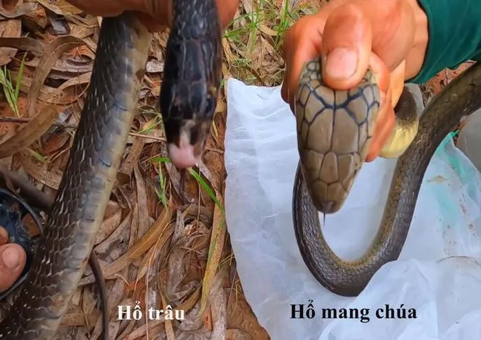 Picture 2 of How to distinguish between king cobra, common cobra, and rat snake.