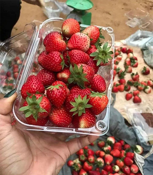 Picture 1 of How to distinguish Moc Chau strawberries from Chinese strawberries