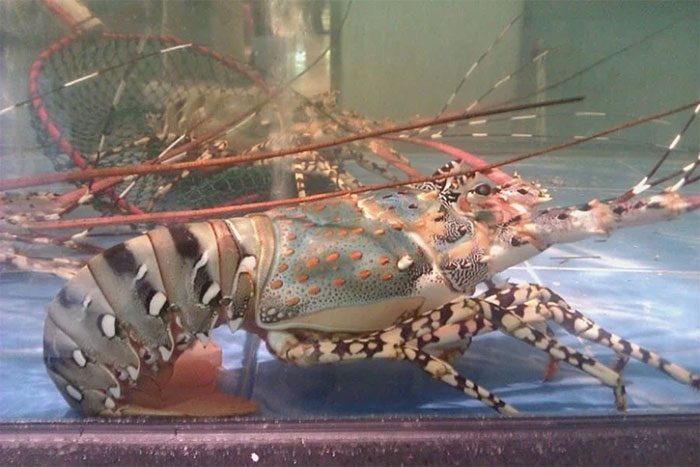 Picture 2 of How to distinguish shrimp and prawn