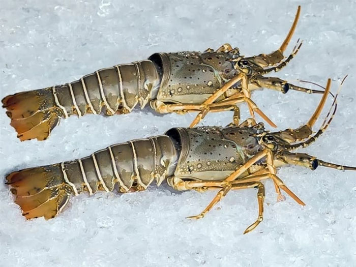 Picture 3 of How to distinguish shrimp and prawn