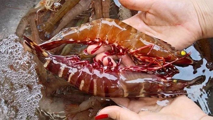Picture 5 of How to distinguish shrimp and prawn