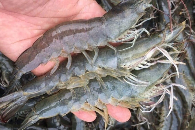 Picture 6 of How to distinguish shrimp and prawn