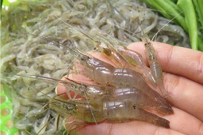 Picture 7 of How to distinguish shrimp and prawn