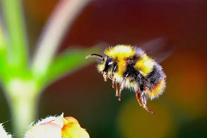 Picture 4 of How to identify bee species and how to treat stings