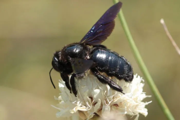 Picture 5 of How to identify bee species and how to treat stings