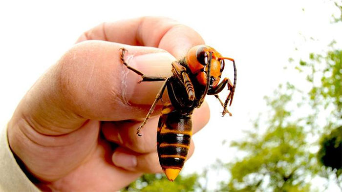 Picture 1 of How unmatched are hornets when just 30 of them are enough to 'clean up' 30,000 honey bees in just 3 hours