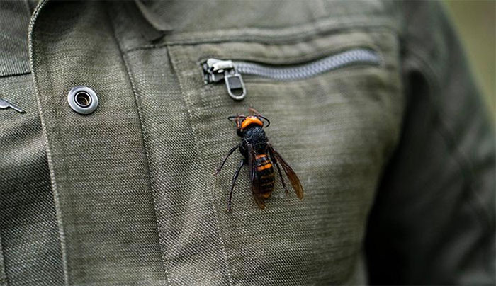 Picture 2 of How unmatched are hornets when just 30 of them are enough to 'clean up' 30,000 honey bees in just 3 hours