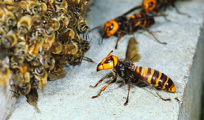 Picture 3 of How unmatched are hornets when just 30 of them are enough to 'clean up' 30,000 honey bees in just 3 hours