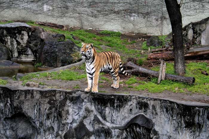 Picture 1 of How will dead tigers in zoos be handled?