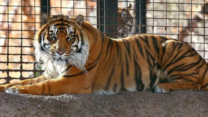 Picture 2 of How will dead tigers in zoos be handled?