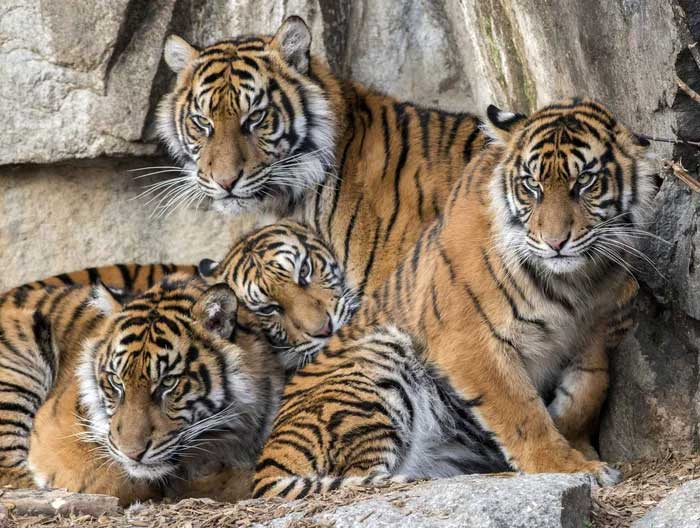 Picture 3 of How will dead tigers in zoos be handled?
