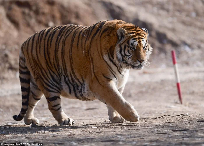 Picture 4 of How will dead tigers in zoos be handled?