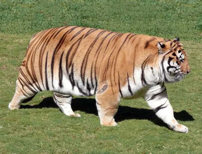Picture 5 of How will dead tigers in zoos be handled?