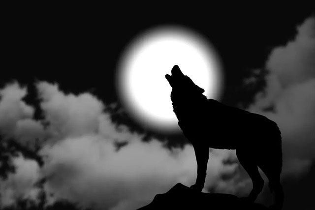 Picture 2 of Howling Wolves and the Moon: The Truth About the Mysterious Connection!