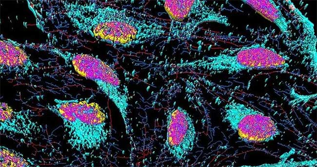 Human lifespan can reach 1,000, expert: The key in this immortal cell! Picture 3