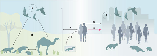 Picture 3 of Humans transmit twice as many viruses to animals as we transmit from them!