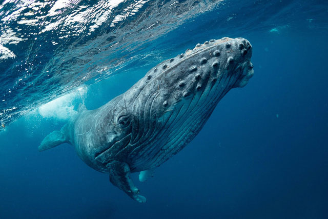 Humpback whales know how to 'learn' complex songs from different regions Picture 1