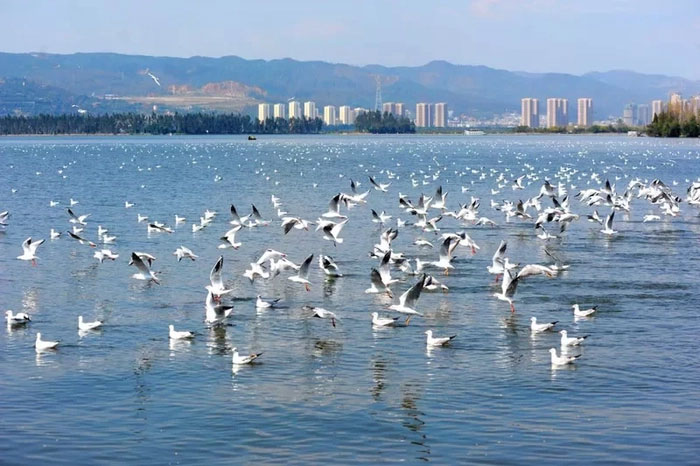Hundreds of fish jumped out of the lake in China, what happened? Picture 2
