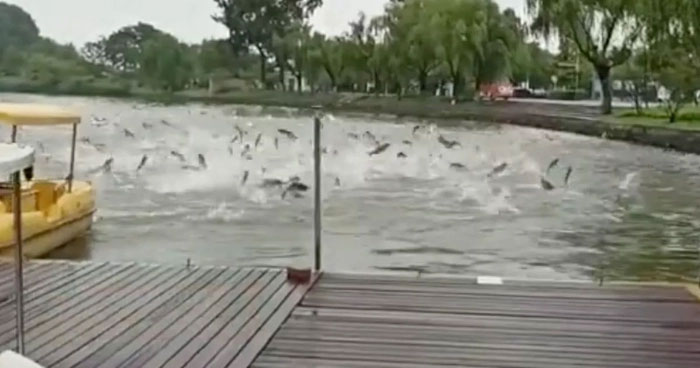 Hundreds of fish jumped out of the lake in China, what happened? Picture 3