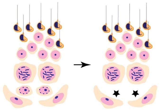 Picture 2 of Identified enzyme that helps sperm production for life