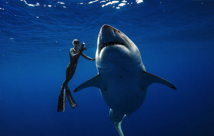If a crocodile and a great white shark met, which species would survive in the end? Picture 1