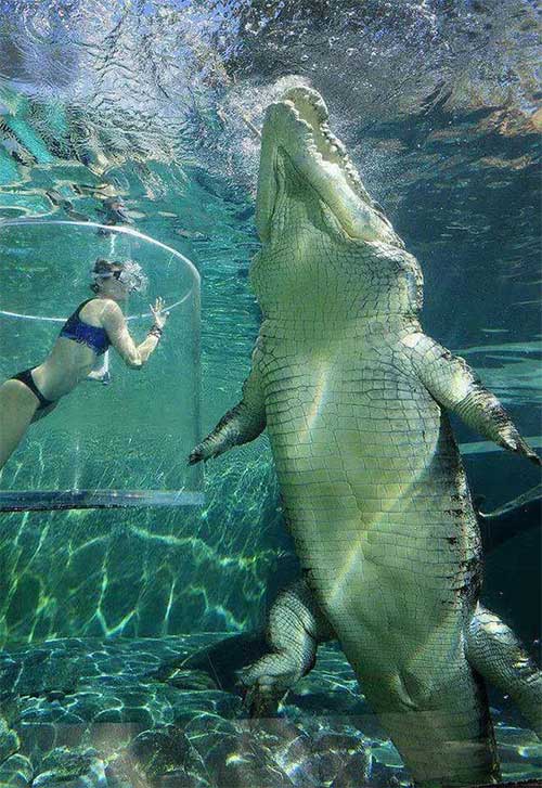 If a crocodile and a great white shark met, which species would survive in the end? Picture 2