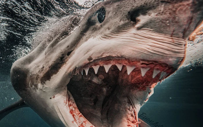 If a crocodile and a great white shark met, which species would survive in the end? Picture 3